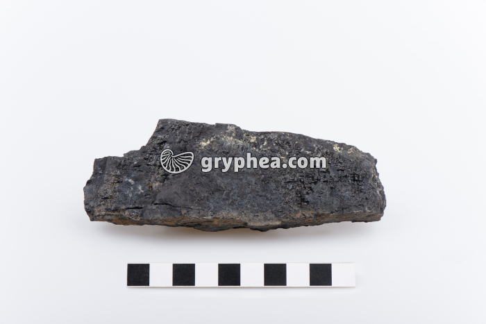 Lignite - gryphea.com
